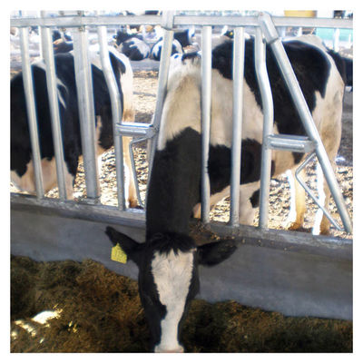 Equipamento de alimentação da anti leiteria principal do fechamento da vaca da espessura 3mm da corrosão