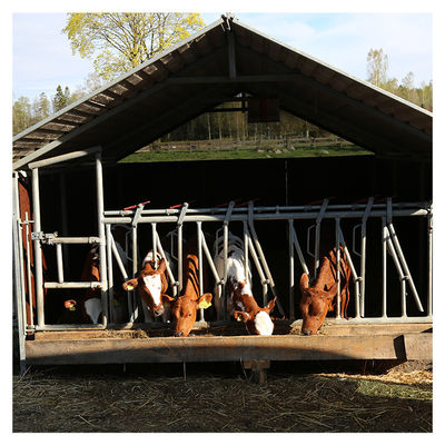 Equipamento de alimentação da anti leiteria principal do fechamento da vaca da espessura 3mm da corrosão