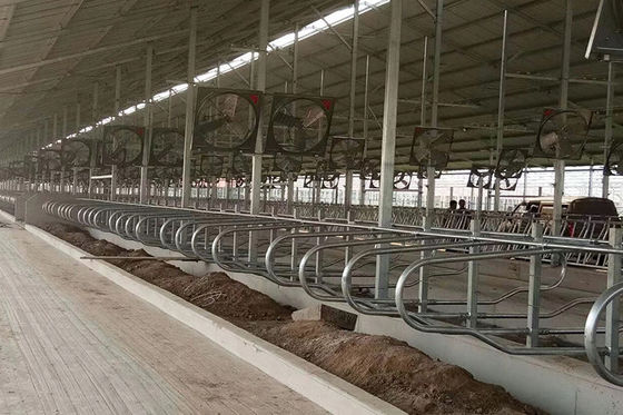 Tipo celeiro do gado 9JY de leiteria livre da tenda da prova ácida para rebanhos animais