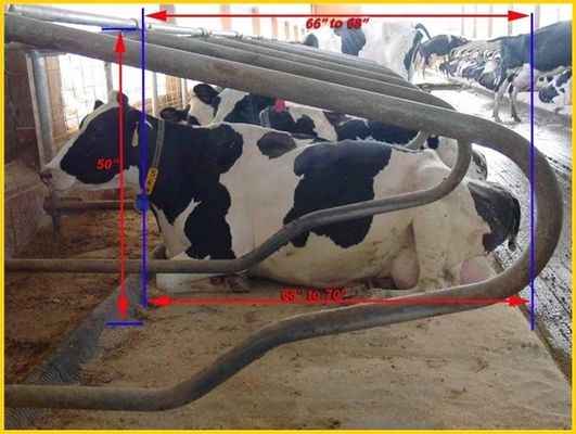 O cara a cara tipo 1.30m/cow cerca Cattle Free Stall de medida ajustável