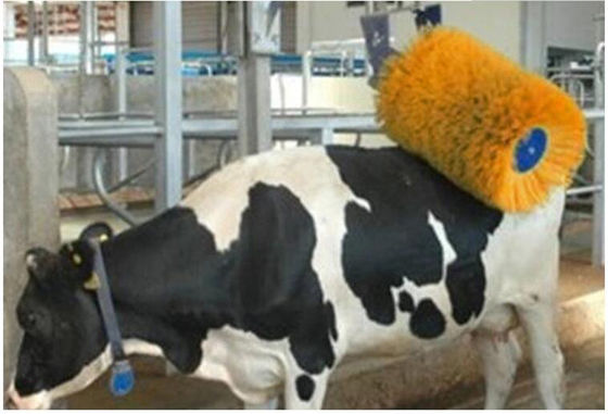 A massagem da vaca do equipamento da criação de animais de aves domésticas escova o gerencio acobarda a rapagem escova