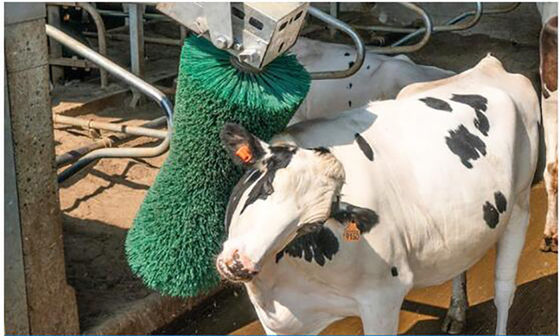 A massagem da vaca do equipamento da criação de animais de aves domésticas escova o gerencio acobarda a rapagem escova