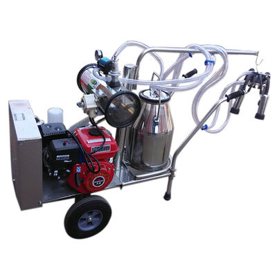 equipamento automático da ordenha de carneiros da máquina SS304 do leite 24cows/H