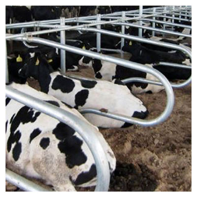 O dobro livre da cor da tira do celeiro da tenda da vaca do comprimento 2.3m tomou partido