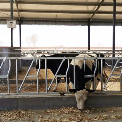 Operação fácil 18kg do fechamento principal durável da vaca da altura 110cm