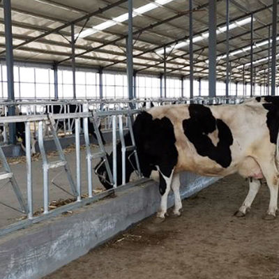 Operação fácil 18kg do fechamento principal durável da vaca da altura 110cm