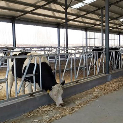 Operação fácil 18kg do fechamento principal durável da vaca da altura 110cm
