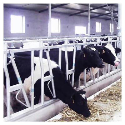fechamento principal do gado da tubulação de aço 0.75m/position para o tratamento de alimentação da exploração agrícola de leiteria