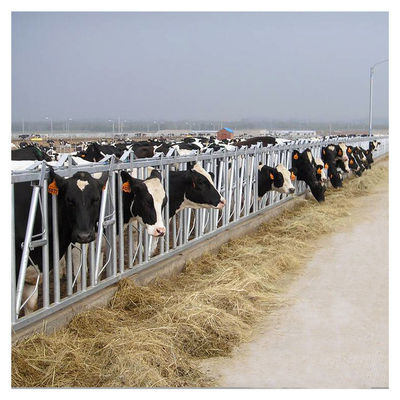 fechamento principal do gado da tubulação de aço 0.75m/position para o tratamento de alimentação da exploração agrícola de leiteria