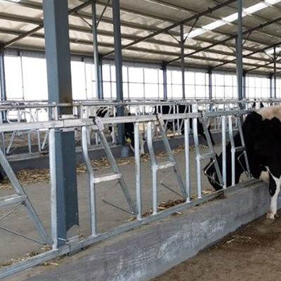 Headlocks construídos resistentes facilmente instalados do fechamento principal da vaca da largura 75cm