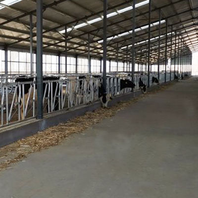Headlocks construídos resistentes facilmente instalados do fechamento principal da vaca da largura 75cm