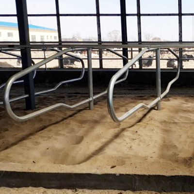De aço inoxidável galvanizado conduz tendas livres para estilo da fileira das vacas o único