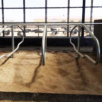 De aço inoxidável galvanizado conduz tendas livres para estilo da fileira das vacas o único