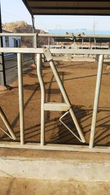 Da exploração agrícola principal do fechamento da vaca equipamento de alimentação galvanizado quente personalizado