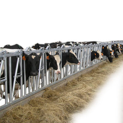 Cofre forte principal galvanizado da leiteria do fechamento da vaca do mergulho quente e equipamento de alimentação da exploração agrícola resistente