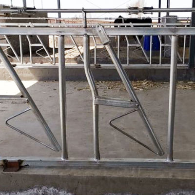 Cofre forte principal galvanizado da leiteria do fechamento da vaca do mergulho quente e equipamento de alimentação da exploração agrícola resistente