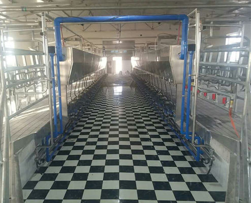 24-100 sistema automático da máquina da vaca da sala de estar de ordenha de desenhos em espinha do ponto