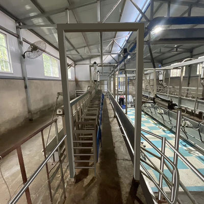 Equipamento novo da condição da sala de estar de ordenha da cabra dos carneiros do medidor elétrico de Digitas