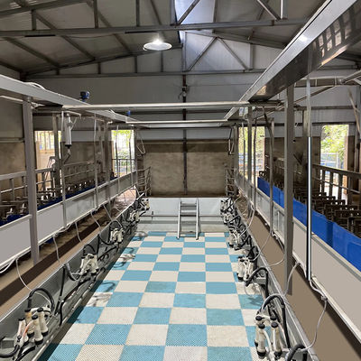 Calha de alimentação da sala de estar de ordenha de desenhos em espinha da cabra SUS304 tipo rápido encanamento da saída