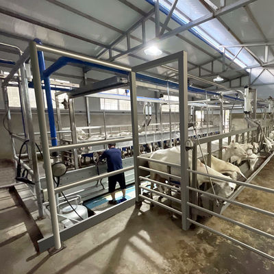 Calha de alimentação da sala de estar de ordenha de desenhos em espinha da cabra SUS304 tipo rápido encanamento da saída