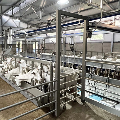 Calha de alimentação da sala de estar de ordenha de desenhos em espinha da cabra SUS304 tipo rápido encanamento da saída