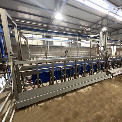 Calha de alimentação da sala de estar de ordenha de desenhos em espinha da cabra SUS304 tipo rápido encanamento da saída