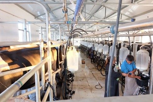Sala de estar de desenhos em espinha SS304 que ordenha o equipamento da vaca de leiteria dos sistemas