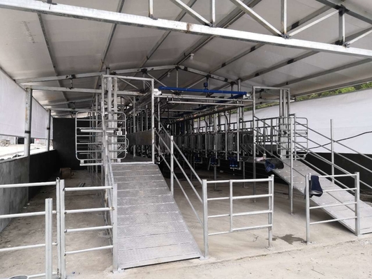 A ordenha da cabra da exploração agrícola de leiteria faz à máquina o sistema de ordenha de aço inoxidável